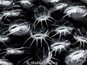 "I am an unpopular electric eel in a pool of catfish." Ed... by Stefan Follows 
